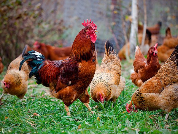 Породы куриц | ЗооТом - продажа, вязка и услуги для животных в Ипатово