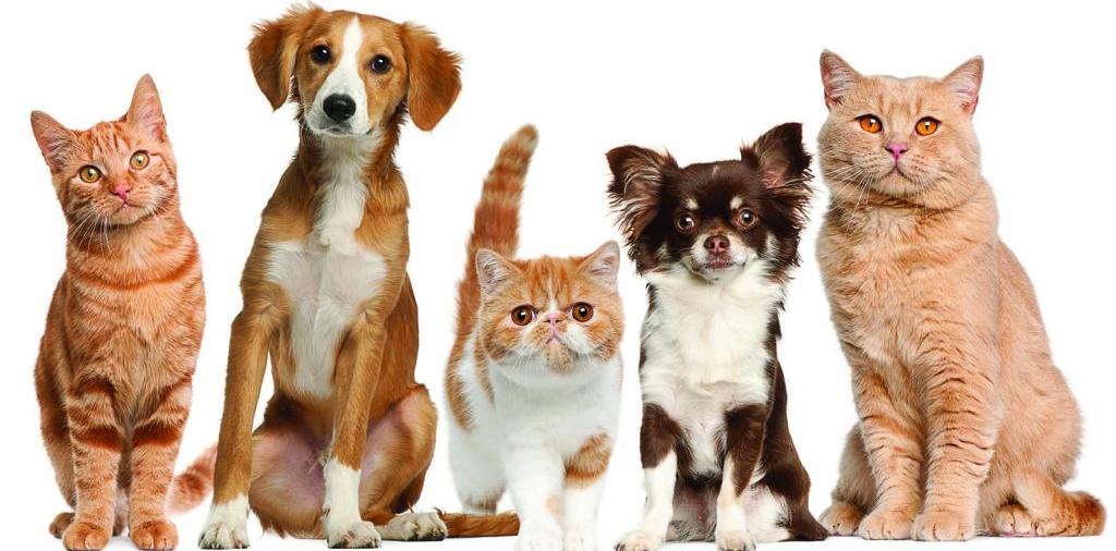 Доска объявлений о животных | ЗооТом - продажа, вязка и услуги для животных в Ипатово