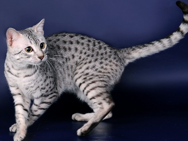 Породы кошек в Ипатово | ЗооТом портал о животных