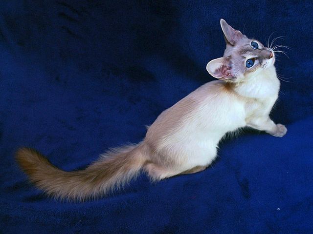 Выведенные породы кошек в Ипатово | ЗооТом портал о животных
