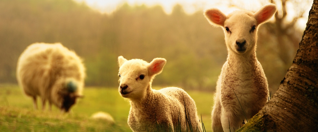 Объявления о сельскохозяйственных животных | ЗооТом - продажа, вязка и услуги для животных в Ипатово