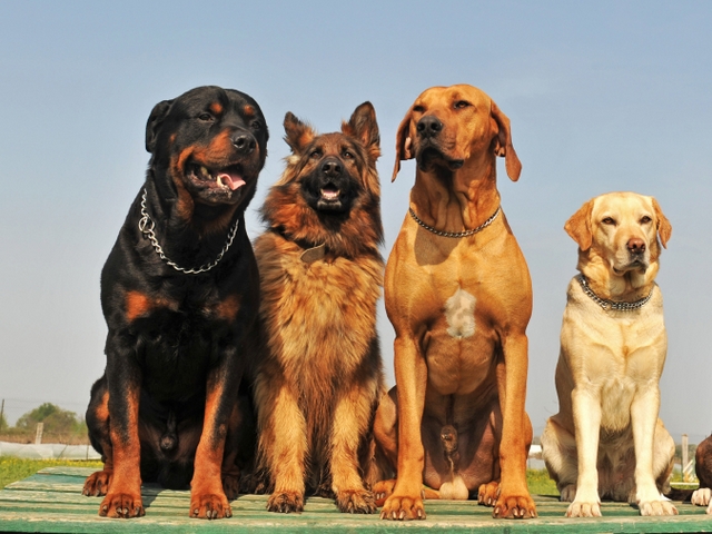 Крупные породы собак в Ипатово | ЗооТом портал о животных