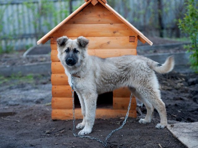 Все о собаках в Ипатово